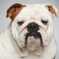 bulldogattack