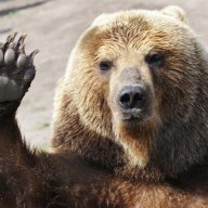 robear