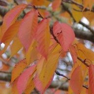 Autumnal