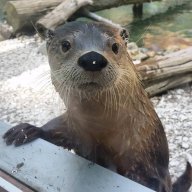 Geriatric Otter