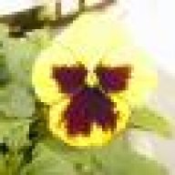 Cock Eyed Optimist