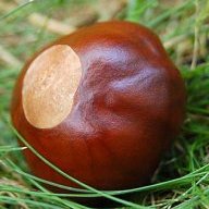 coolbuckeye