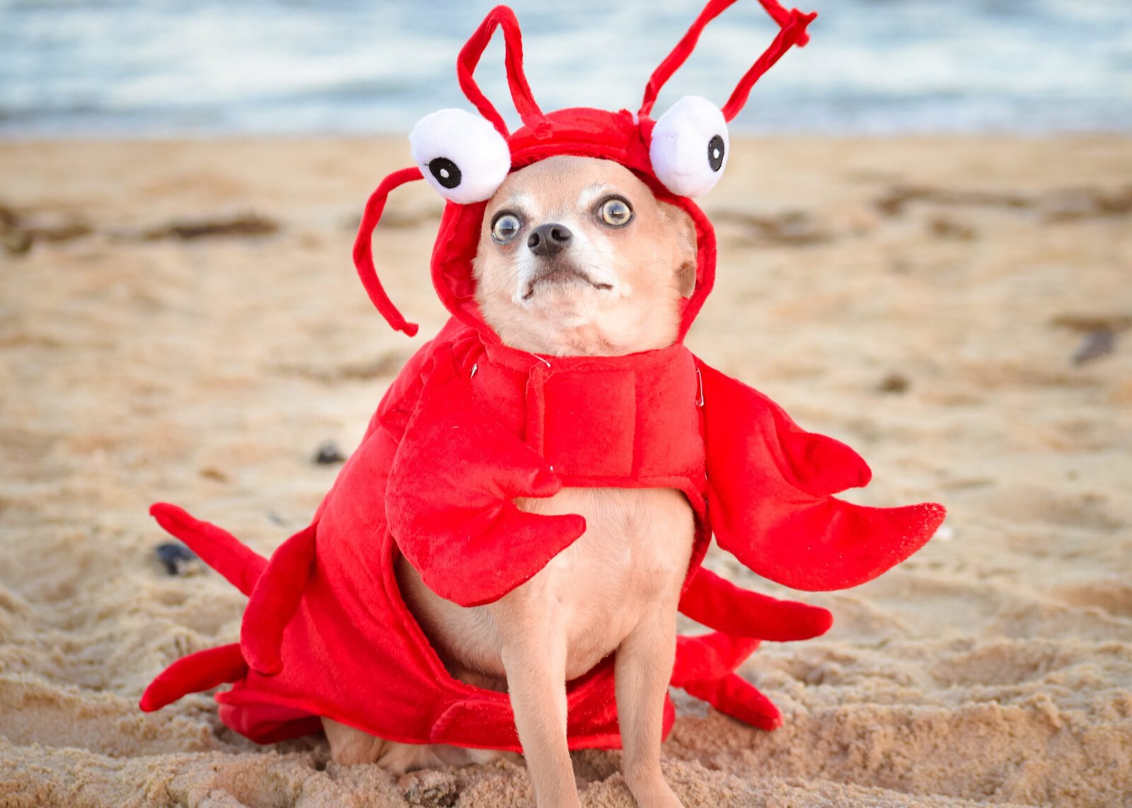 Lobster Dog