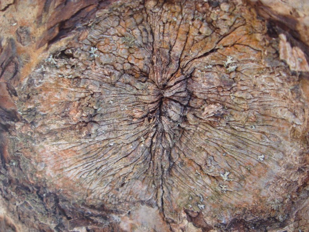 The Humanity of Nature.jpg