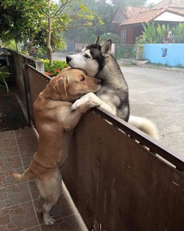 Puppy Love.jpg