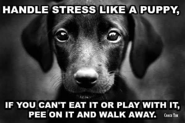 Puppy Stress