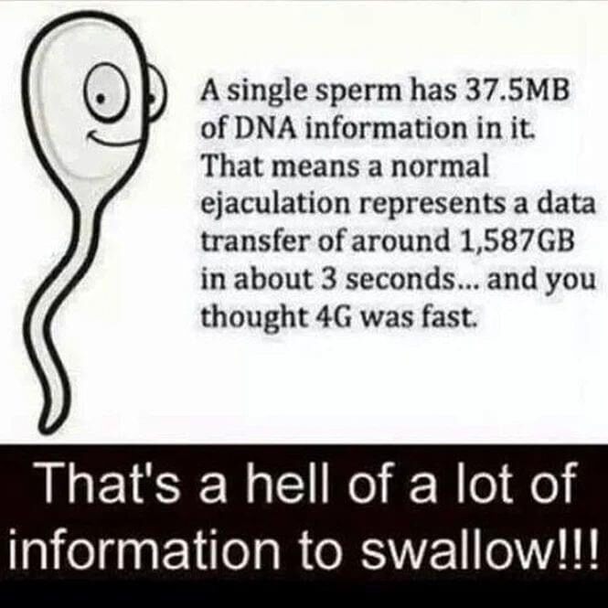 Sperm Factoids