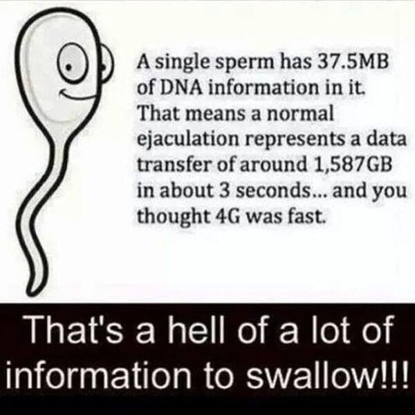 Sperm Factoids