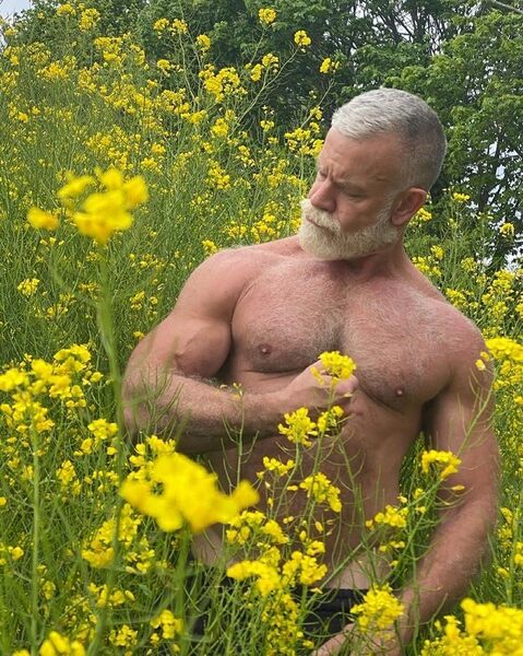 Fox in a Field