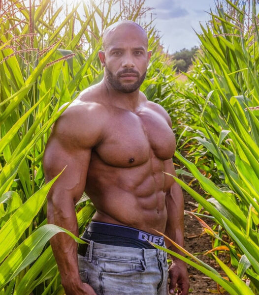 The Cornfield