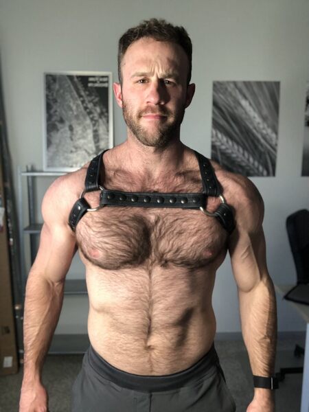 His bulldog leather harness