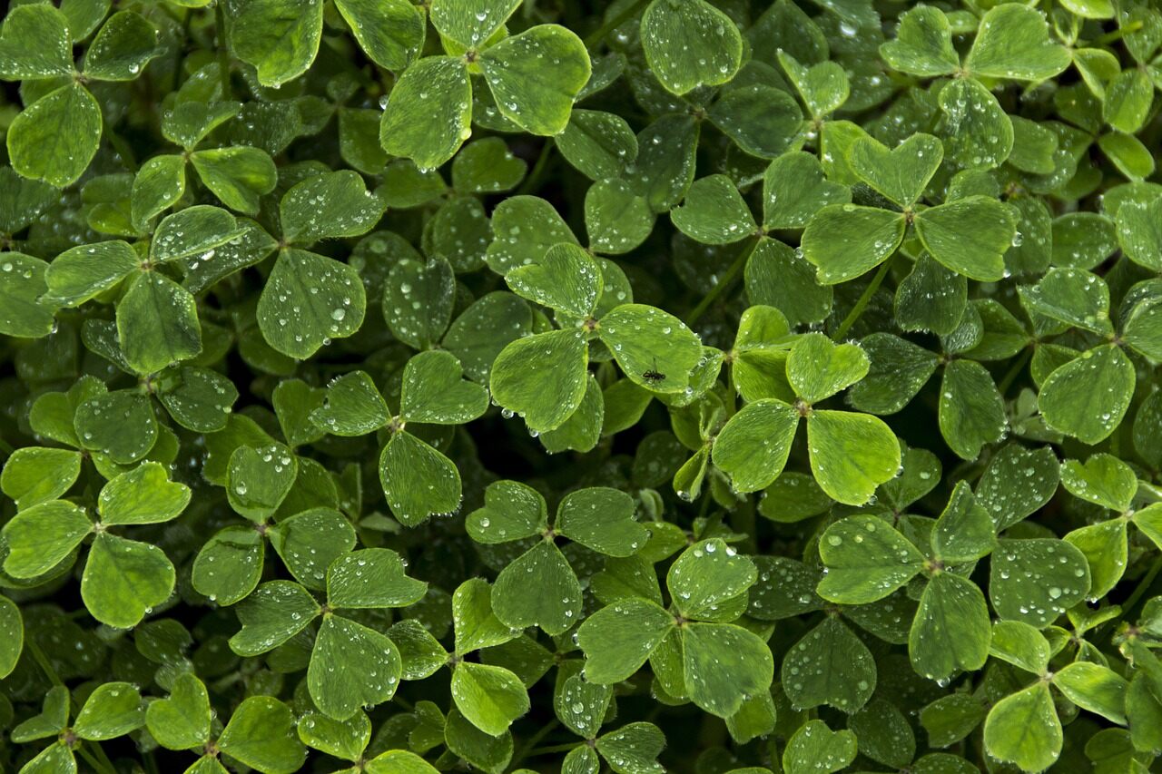 St Patrick's Day