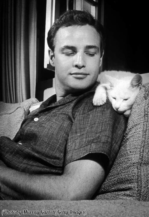 Marlon Brando with his cat, 1954.jpg