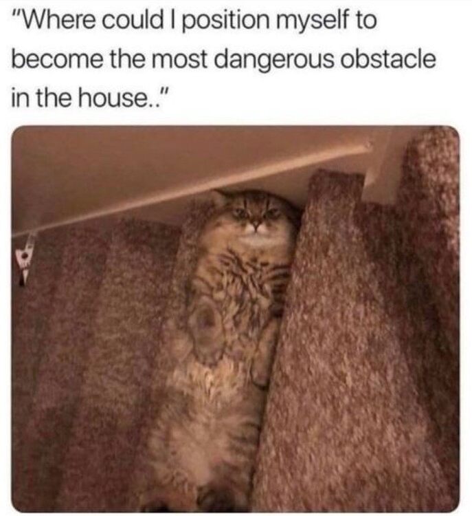Catonthestairs.thumb.jpg.7e3e647ef0217eb45f25effc8e982c66.jpg