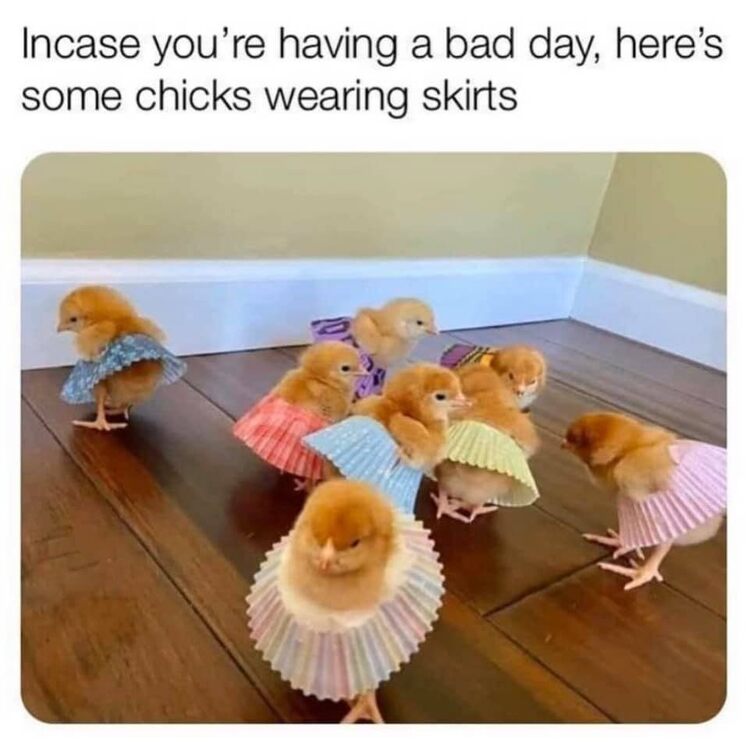 Chicks In Skirts.jpg