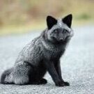 SilverFoxRox