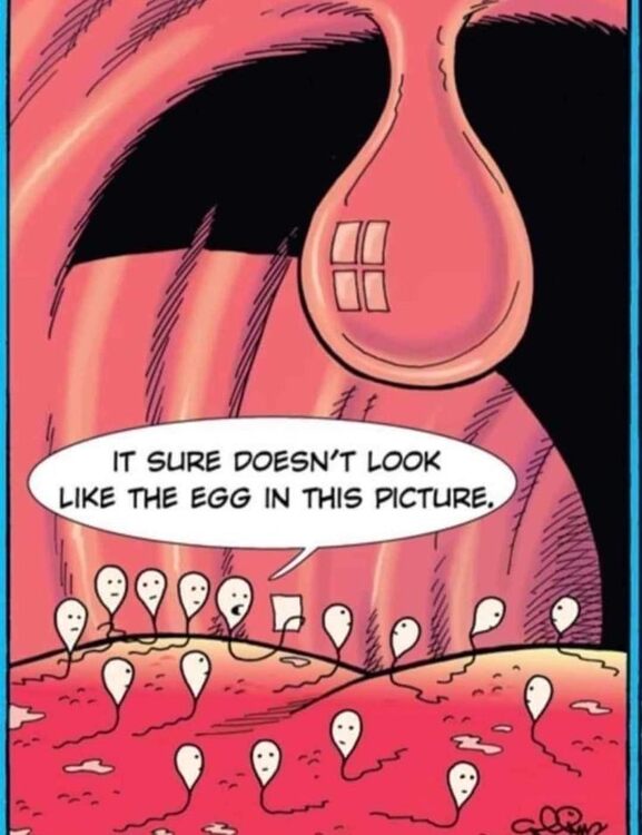 Egg.jpg