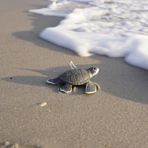 SeaTurtleBaby_268129_13_480x480.webp.871cb5d14eeadc087cfaab1ca5747b92.webp
